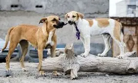 برخورد قانونی با مقصران حادثه مرگ کودک ۴ ساله در حمله سگ