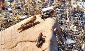 هجوم ملخ صحرایی در ایران؟