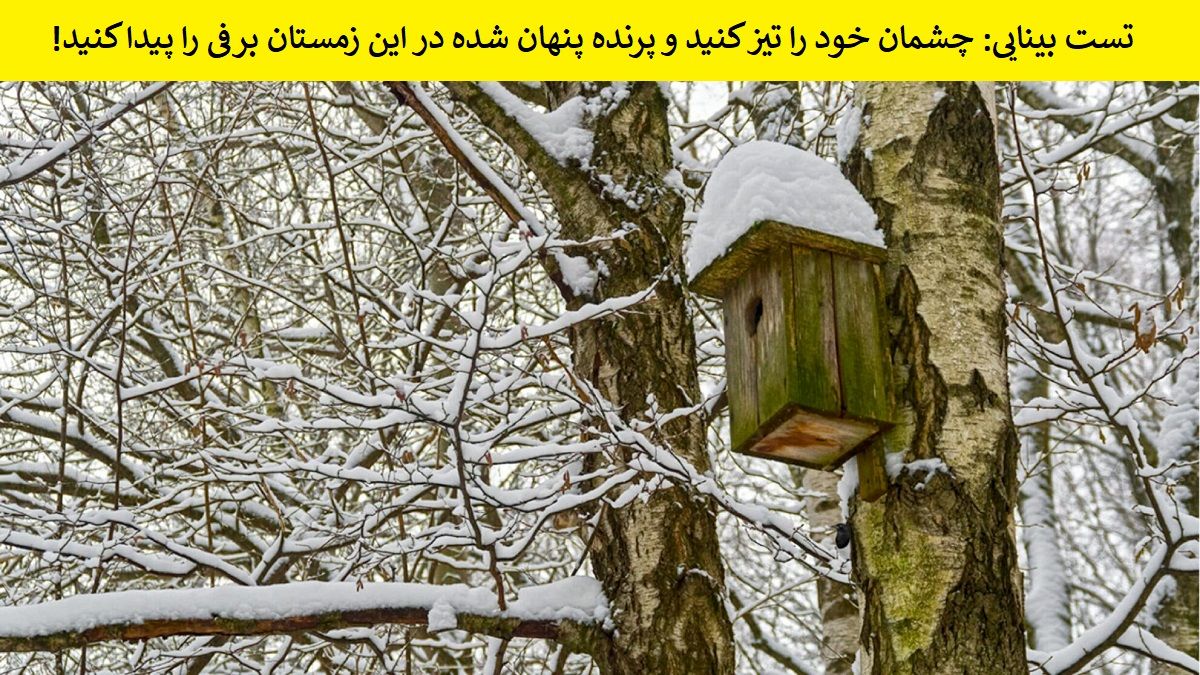 تست بینایی/ پرنده پنهان شده در این زمستان برفی را پیدا کنید