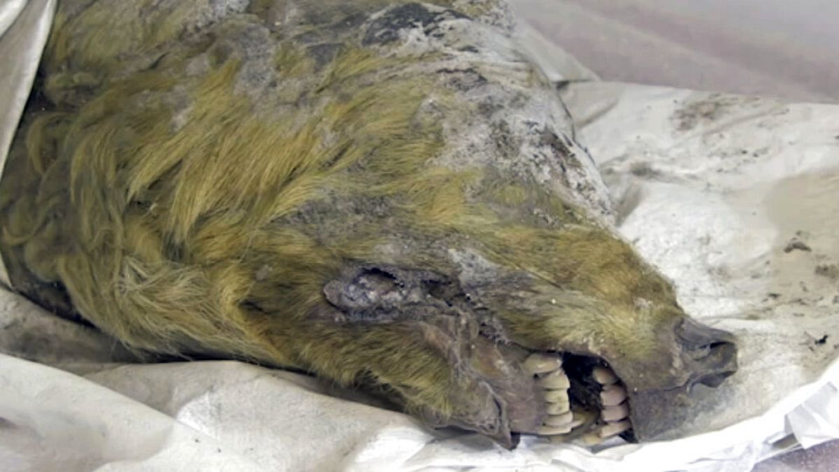 کالبد شکافی جسد یک گرگ با قدمتی در حدود ۴۴ هزار سال در روسیه انجام شد