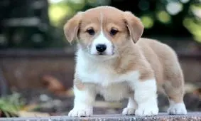 اگر نابغه‌ اید بگویید کدام خانم، سگ در خانه‌اش دارد!/ عکس
