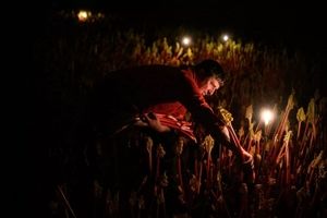 برداشت ریواس زمستانی بریتانیا در تاریکی و زیر نور شمع