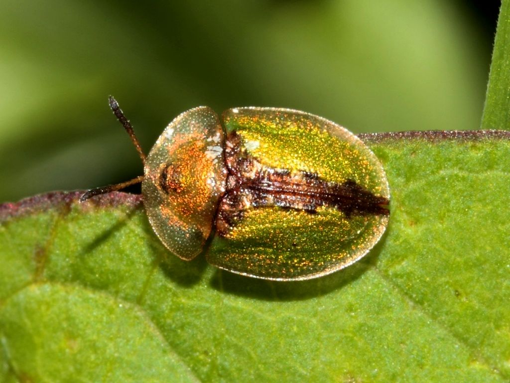 سوسک لاک پشت: حشره ای کوچک با ظاهری منحصر به فرد و نقشی مهم در طبیعت (عکس)