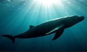 یک پژوهش جنجالی | ژن نهنگ‌ها، انسان‌ را جاودانه می‌کند