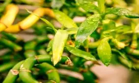 علت زرد شدن بامبو چیست؟
