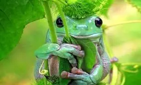 وقتی قورباغه‌ها رمانتیک می‌شوند