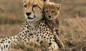 تظاهر بامزه یوزپلنگ مادر به ترسیدن برای شادی فرزندش/ ویدئو