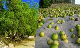 مرگبارترین درخت جهان؛ به میوه و برگ این درخت دست نزنید