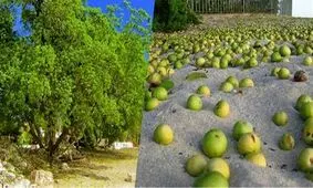 مرگبارترین درخت جهان؛ به میوه و برگ این درخت دست نزنید