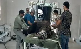 ماجرای فلج شدن خرس قهوه‌ای در آمل