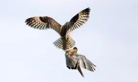 مبارزه حیرت‌انگیز جغد با شاهین بر سر یک موش