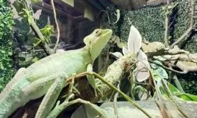 تولد هشت مارمولک ایگوانا بدون وجود ایگوانای نر