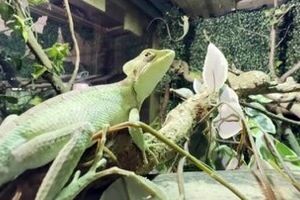 تولد هشت مارمولک ایگوانا بدون وجود ایگوانای نر