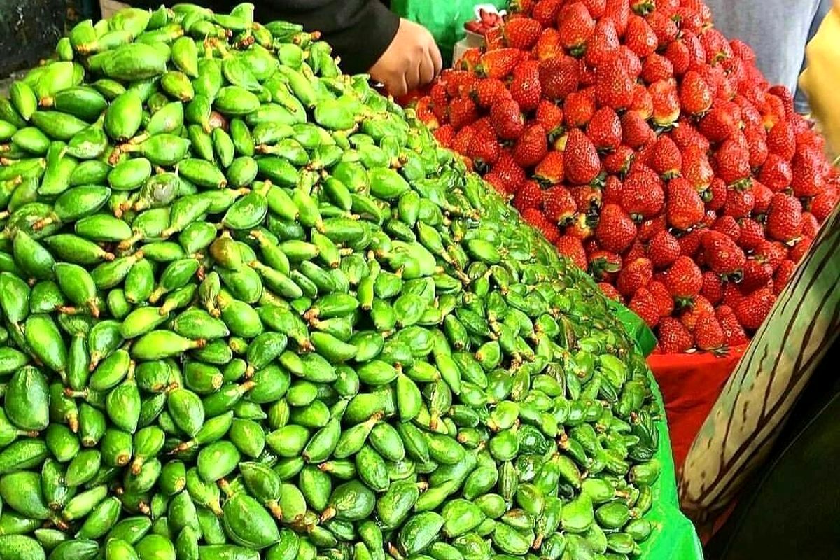 وقتی چغاله سلطان میشود/ میوهها صرفاً برای تماشا است، دست نزنید