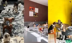 مدرسه و مهدکودک سگ ها؛ ماهانه ۲۰ میلیون تومان