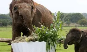 این فیل‌ها مثل آدم غذا می‌خورند