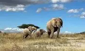 چرا بزرگ‌ترین جانوران خشکی در آفریقا زندگی می‌کنند؟ 