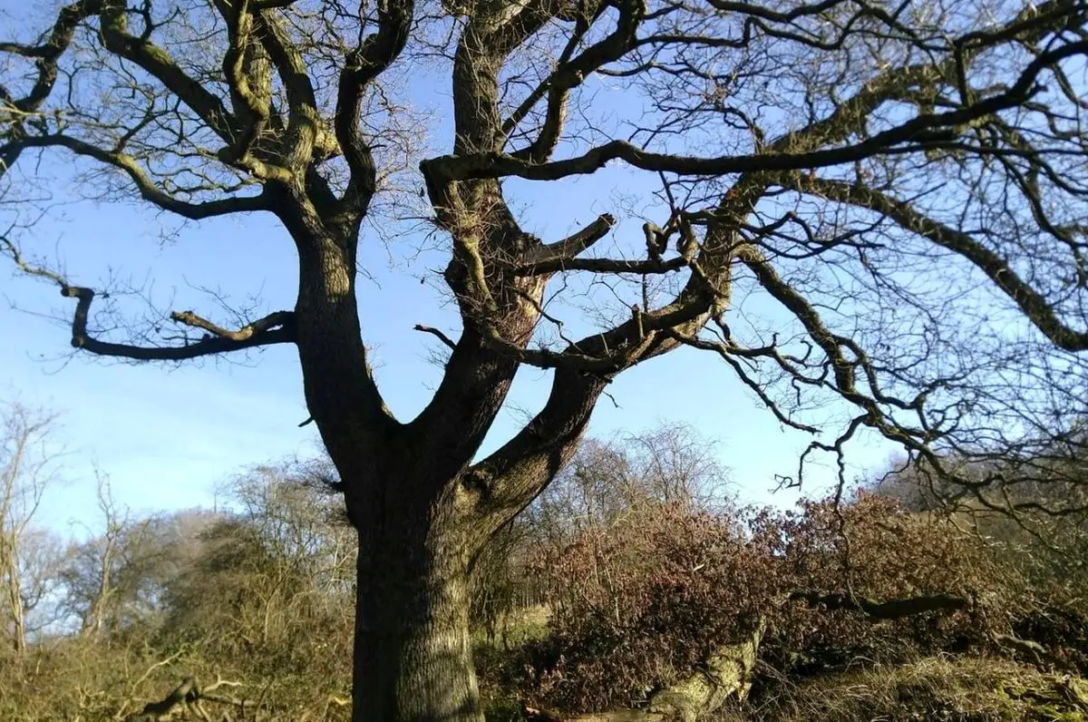 آیا درختان به یاد می‌آورند؟ 