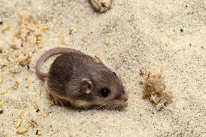 خطر انقراض «موش جیبی»؛ گینس «پت» را به‌عنوان مسن‌ترین موش دنیا ثبت کرد