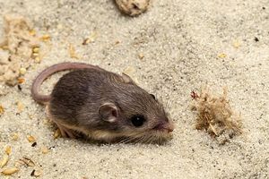 خطر انقراض «موش جیبی»؛ گینس «پت» را به‌عنوان مسن‌ترین موش دنیا ثبت کرد