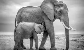 ۳۰ شاهکار عکاسی سیاه و سفید از قلمرو حیوانات