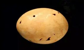 کشف معمای تخم های غول پیکر باستانی پس از ۴۰ سال!/ تصاویر