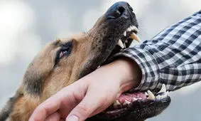 مرگ هولناک یک دانش آموز در صحنه فرار از دست سگ نگهبان