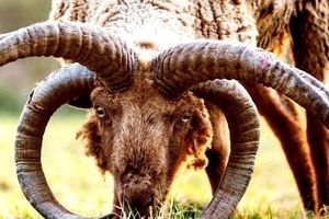 مانکس لوگتان؛ کمیاب‌ترین گوسفند جهان با چهار شاخ ماقبل تاریخ!