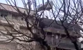 واکنش شهرداری به فیلم حضور موش‌ها بالای درخت: ساختگی است