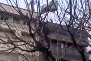 واکنش شهرداری به فیلم حضور موش‌ها بالای درخت: ساختگی است