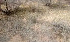 حمله ملخ‌ها به زمین‌ها و باغ‌های خراسان