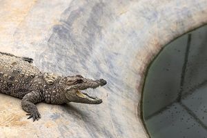 خطر تمساح ها در پی طغیان رودخانه های سیستان و بلوچستان