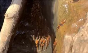 شگفت‌زدگی دانشمندان از بالا رفتن هزاران گربه‌ماهی از یک آبشار/ رفتار نادر گربه‌ماهی‌ها مرتبط با فصل تخم‌ریزی