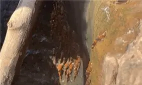 شگفت‌زدگی دانشمندان از بالا رفتن هزاران گربه‌ماهی از یک آبشار/ رفتار نادر گربه‌ماهی‌ها مرتبط با فصل تخم‌ریزی
