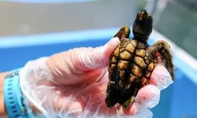  گرمای هوا همه نوزادان لاک‌پشت‌ها را ماده کرد!