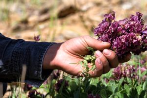 حفاظت از گیاهان دارویی با بذرپاشی در مراتع خراسان جنوبی