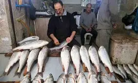 ماجرای فروش ۵۱ میلیون تومانی ماهی در بازار فریدونکنار/ ویدئو