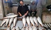ماجرای فروش ۵۱ میلیون تومانی ماهی در بازار فریدونکنار/ ویدئو