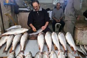 ماجرای فروش ۵۱ میلیون تومانی ماهی در بازار فریدونکنار/ ویدئو