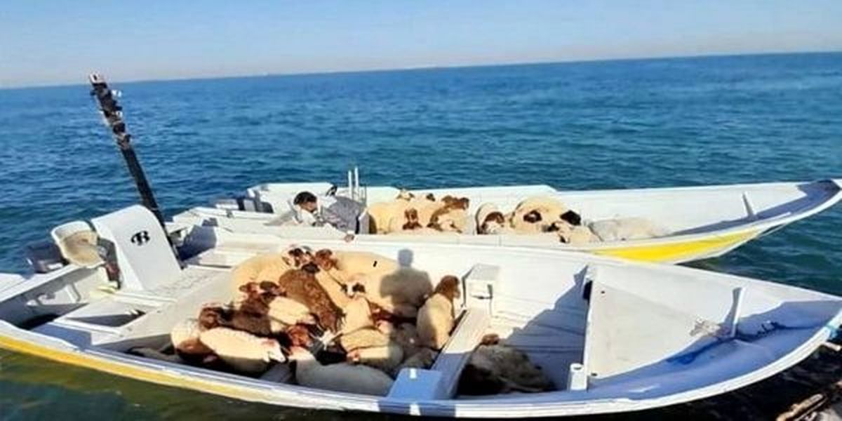 یک فروند قایق تندرو حامل دام زنده قاچاق در آب های قشم توقیف شد