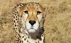 برخورد نزدیک گردشگران سافاری با یوزپلنگ گرسنه