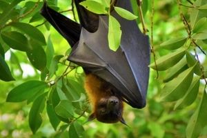 گزارش ترسناک از خطر خفاش‌های در کمین انسان!