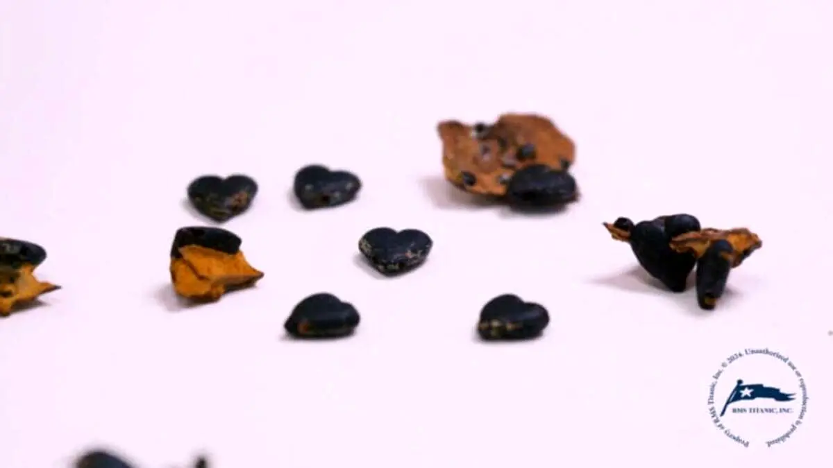 گردنبند یکی از مسافران تایتانیک پس از سال‌ها از میان بقایای کشتی پیدا شد - دیجینوی