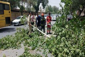 وزش باد در شیراز یک کشته و ۲ مصدوم برجا گذاشت