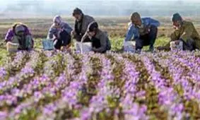 زعفران ۴۵ درصد گران شد