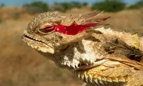 مارمولک شاخدار؛ مارمولکی که هنگام خطر از چشمان خود خون پرتاب می کند/ ویدئو