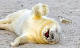 خنده‌دارترین عکس‌های سال حیات وحش؛ از زرافۀ سه سر تا تنبل گیتاریست