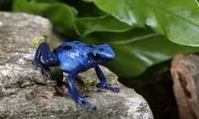 کمیاب‌ترین رنگ در طبیعت کدام است؟