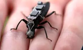 حشرات سایبورگ، ناجیان آینده/ نصب کوله‌پشتی‌های الکترونیکی روی سوسک‌ها

