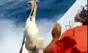 عاملان فیلم پرت کردن دام‌ها در دریا دستگیر شدند/ ویدئو